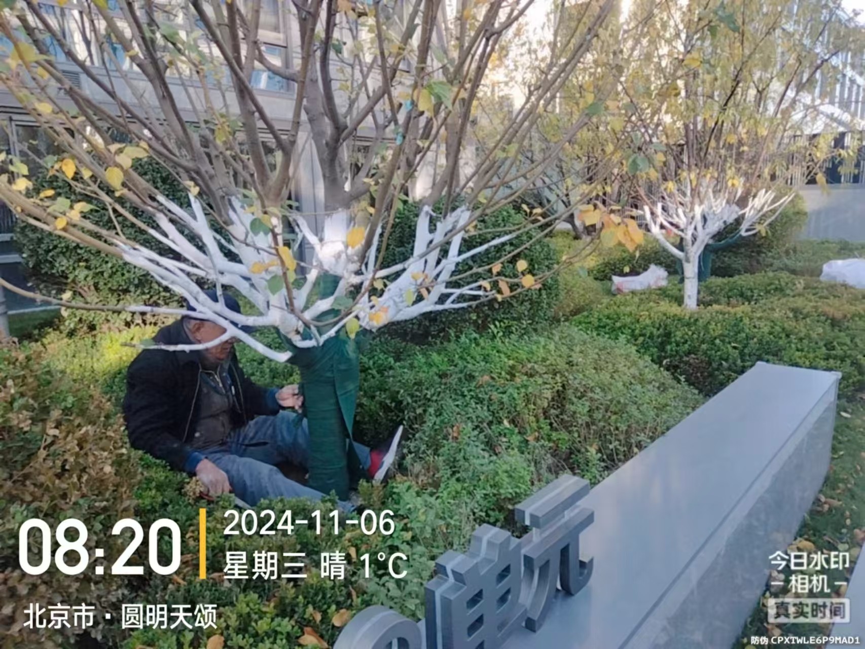 《北京天宏園林綠化草莓视频污app-草莓视频下载黄-草莓视频免费下载观看-草莓视频app下载黄：冬季綠化養護之大樹涂白》